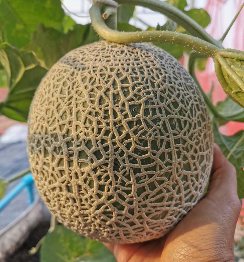 Melon growing in Thailand